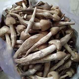 Nấm Mối
