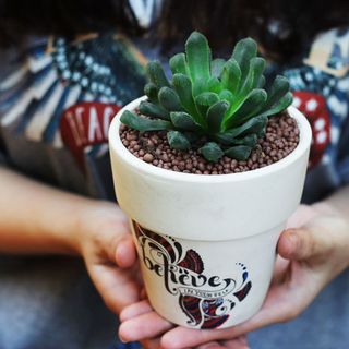 Chậu cây sen đá size 11cm
