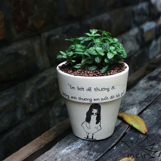 Chậu cây sen đá size 11cm