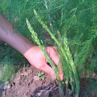 Hạt giống măng tây xanh hạt giống măng tây tím giá sỉ hạt giống bán sỉ nhiều loại