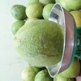 bưởi 5 roi vĩnh long