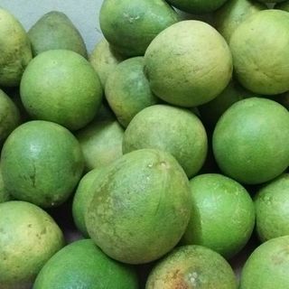 bưởi 5 roi Vĩnh Long