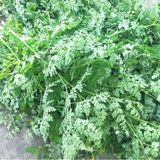 Bột chùm ngây nguyên chất