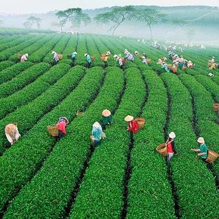 Bột Trà Xanh Bảo Lộc TIHAPH Gói 50g