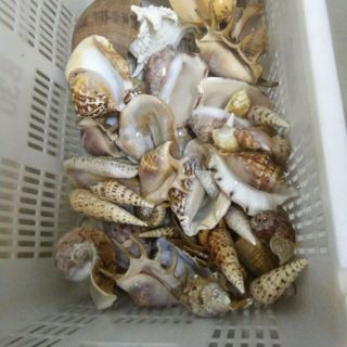 chuyên cung cấp vỏ ốc mỹ nghệ