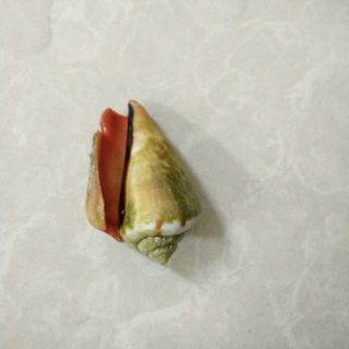 chuyên cung cấp vỏ ốc mỹ nghệ