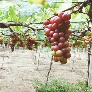Đặc sản Nho Đỏ Ninh Thuận