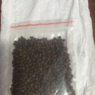 Sâm Bố chính