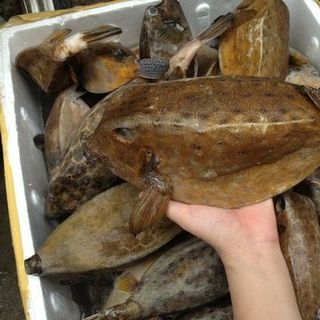 Cá bò hòm giá tốt tại tphcm