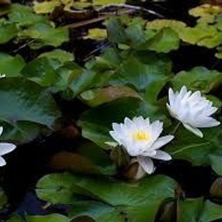 Đài nghe pháp - đài nghe pháp VESTEL V100