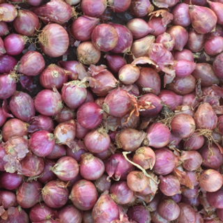 Hành bắc