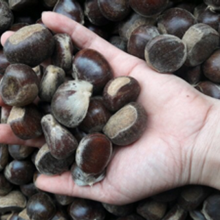 Sỉ hạt dẻ