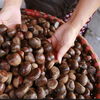 sỉ hạt dẻ toàn quốc