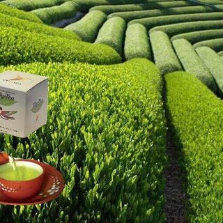 trà thảo mộc Vytea