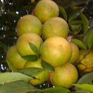 cam lòng vàng giá sỉ