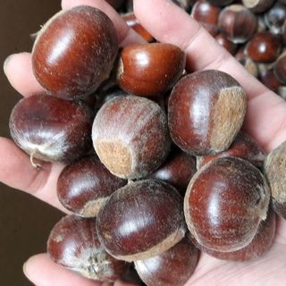 Hạt dẻ Trùng Khánh - Cao Bằng