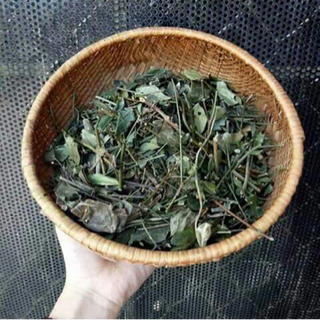 CHÈ VẰNG LÁ SẺ QUẢNG TRỊ