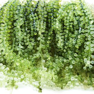 RONG NHO BIỂN TƯƠI KHÔ KIMI
