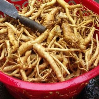 Sâm Đinh Lăng CK1