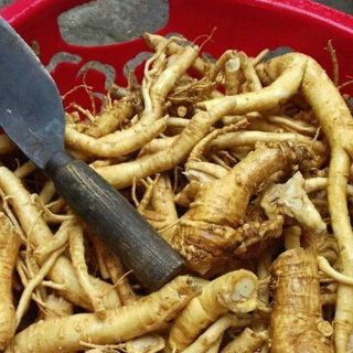 Sâm Đinh Lăng CK1