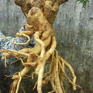 Sâm Đinh Lăng CK3