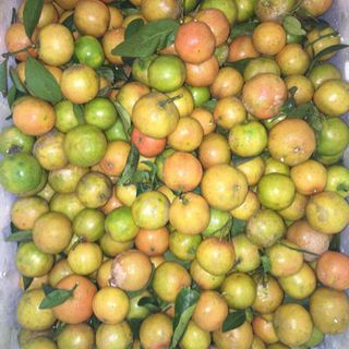 HŨ CHANH ĐÀO MẬT ONG ĐƯỜNG PHÈ 1000ml