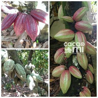 BỘT CACAO SỮA 3in1 - túi 500gram