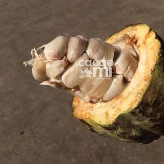 BỘT CACAO SỮA 3in1 - túi 500gram