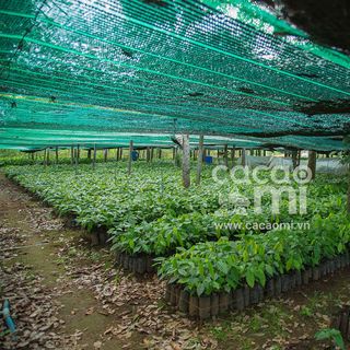 BỘT CACAO SỮA 3in1 - túi 500gram
