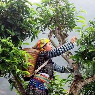 Chè Shan Tuyết Hà Giang