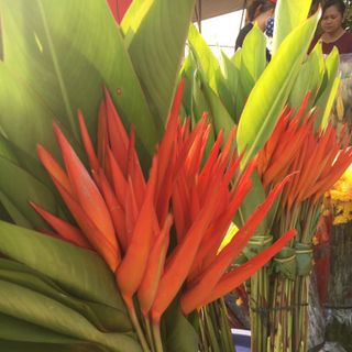 Hoa Hồng Tươi
