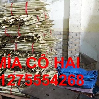 Mía Tím Nha Trang
