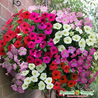 Hạt giống hoa yến thảo mix