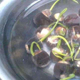 Hạt Giống Sen Mini Nhật