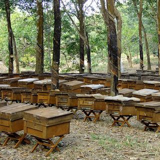 sữa ong chúa nguyên chất
