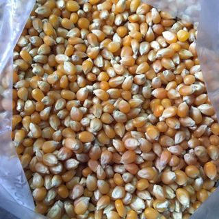 Cung cấp bắp hạt nổ Mỹ Dạng hình Nấm