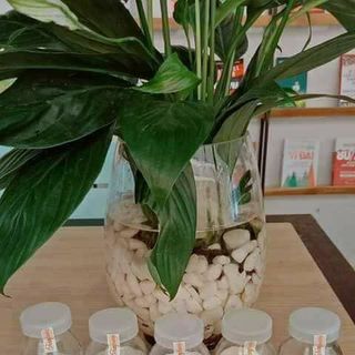 mask colagen