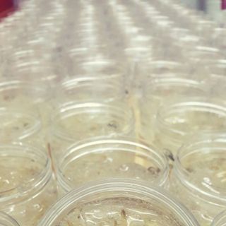 NẠ YẾN TƯƠI COLLAGEN - CÁNH HOA