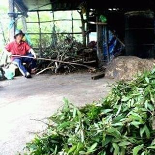 Tinh dầu tràm tinh dầu sả Phước Quảng