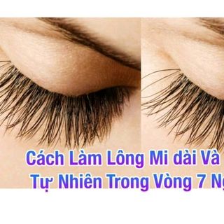 mat chuot dai mi