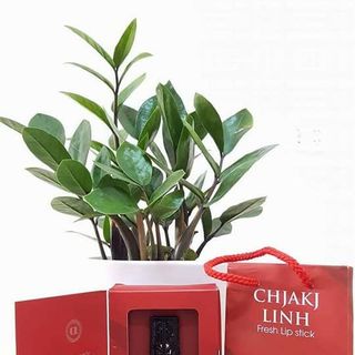 SON TƯƠI CHJAKJLINH
