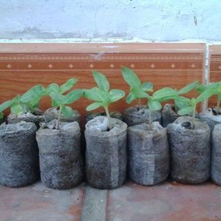 viên nén xơ dừa bộ 100 viên