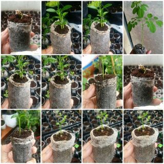 viên nén xơ dừa bộ 100 viên
