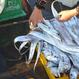 Cá Hố - Cá Hố Cắt Khúc - Giá Cá Hố
