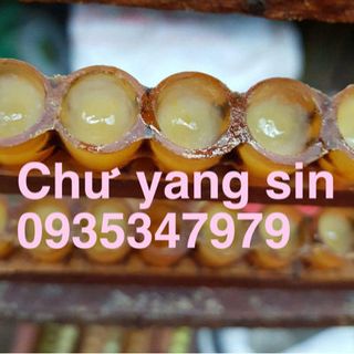 sữa ong chúa tươi giá sỉ