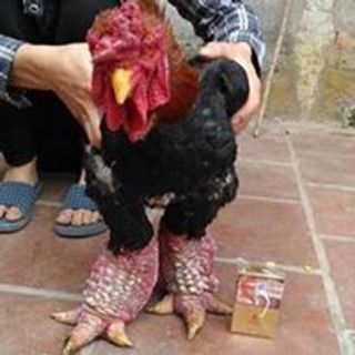 Gà đông tảo thuần chủng hưng yên