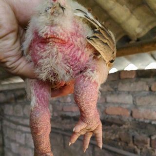 Gà đông tảo thuần chủng hưng yên
