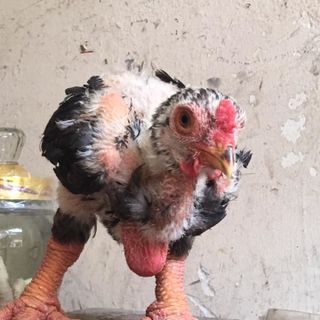 Gà đông tảo thuần chủng hưng yên