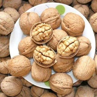 Hạt Óc Chó Harley Mỹ