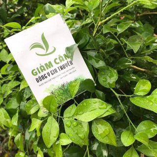trà giảm cân đông y gia truyền